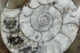Polished Fossil Goniatite - Morocco #73908-1